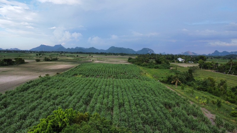 Land for sale, 25 rai, on Soi Pibul Anusorn Road, Phra Phutthabat, Saraburi Land for sale, 25 rai, on Soi Pibul Anusorn Road, Phra Phutthabat, Saraburi