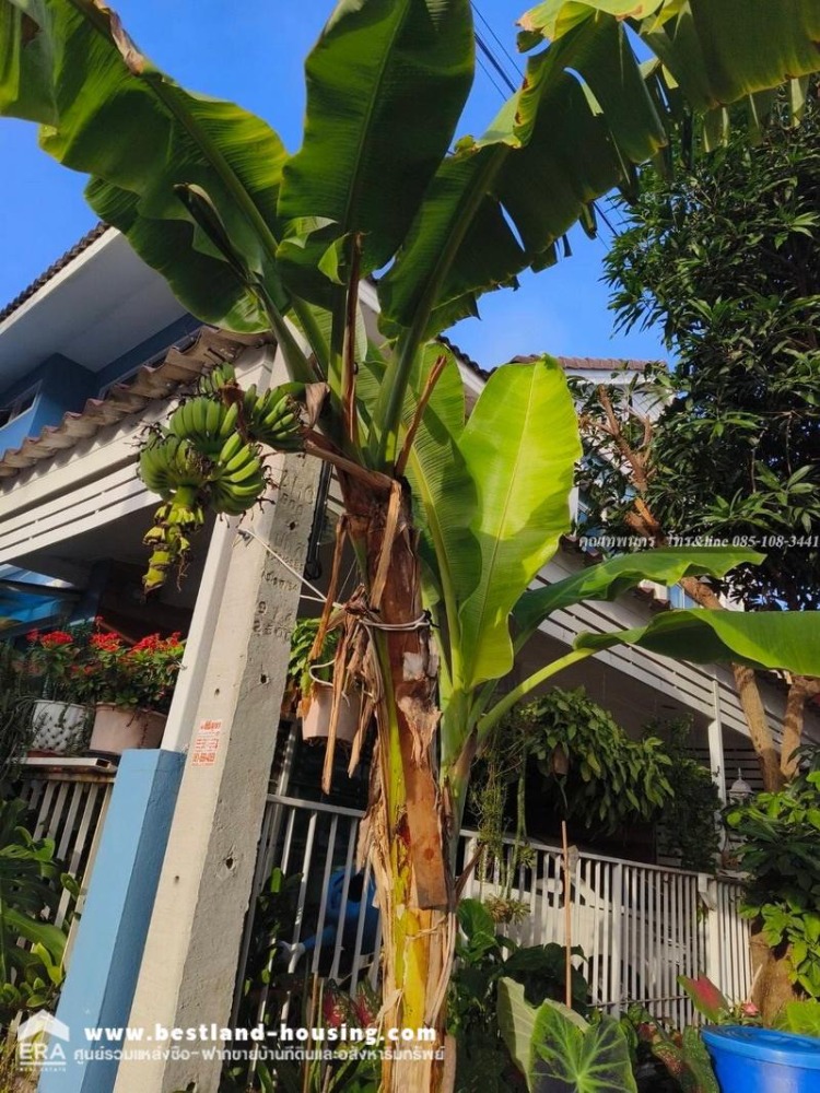 ขายทาวน์เฮ้าส์ 2 ชั้น 24 ตรว. หมู่บ้านธนนันท์ วิลเลท คลองสาม คลองหลวง ปทุมธานี – รูปที่ 3