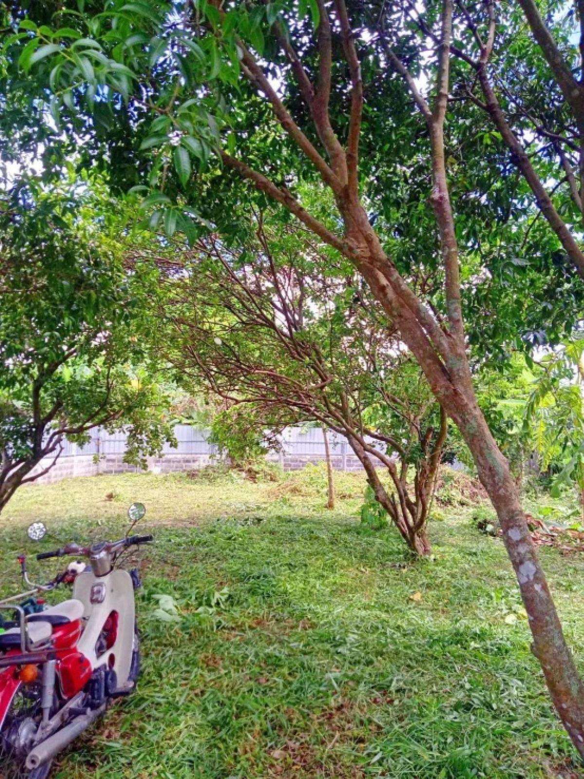 Land for sale, 159 sq m, Pa Kha, Ban Na, Nakhon Nayok – รูปที่ 3