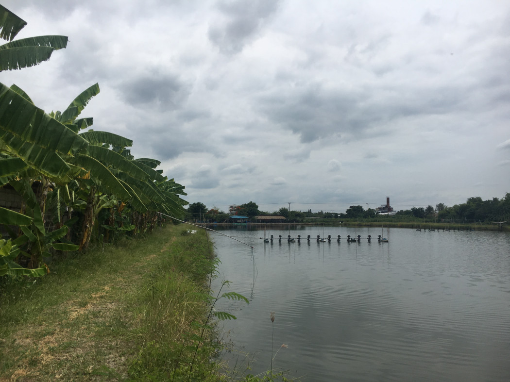 Land for sale, Samut Sakhon, Soi Rong Gas, Bang Pla, Setthakit Road 1, size 37 rai 1 ngan 1.4 sq wa. – รูปที่ 4