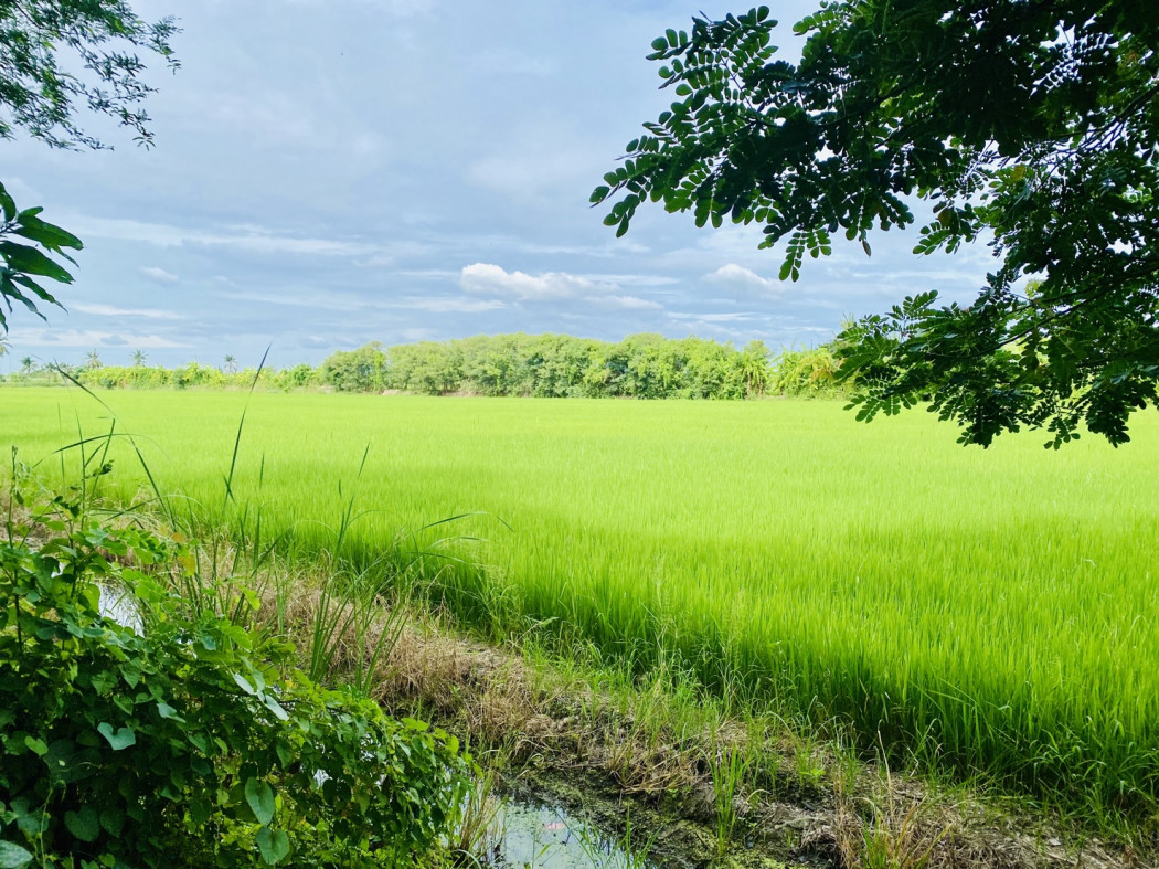 ขาย ที่ดิน บางใหญ่ คลองถนน เนื้อที่ 38 ไร่ 12 ตรว – รูปที่ 2