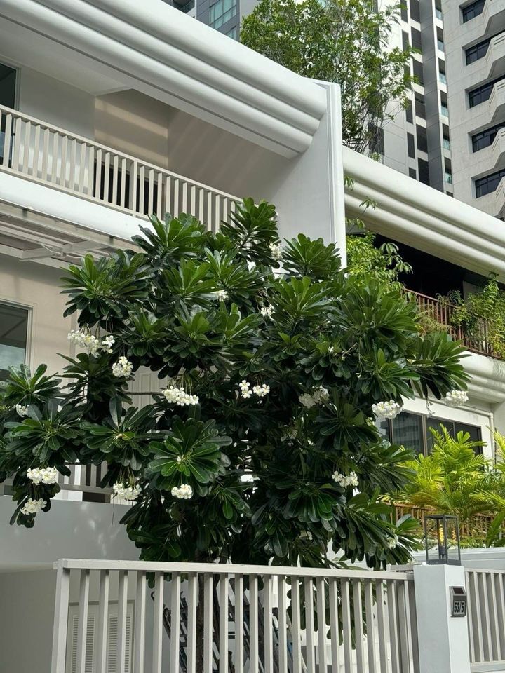 ขาย ทาวน์เฮ้าส์ ซอยพร้อมจิต สุขุมวิท 31 มี 3 ชั้น 8 ระดับ บ้านโปร่ง ลมไหลเวียนดีมากๆ วิวสวย ใกล้เอ็มควอเทียร์ – รูปที่ 4
