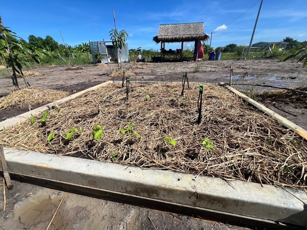ขาย ที่ดิน 1 ไร่ ถนนเลียบคลอง11  หนองเสือ ปทุมธานี – รูปที่ 4