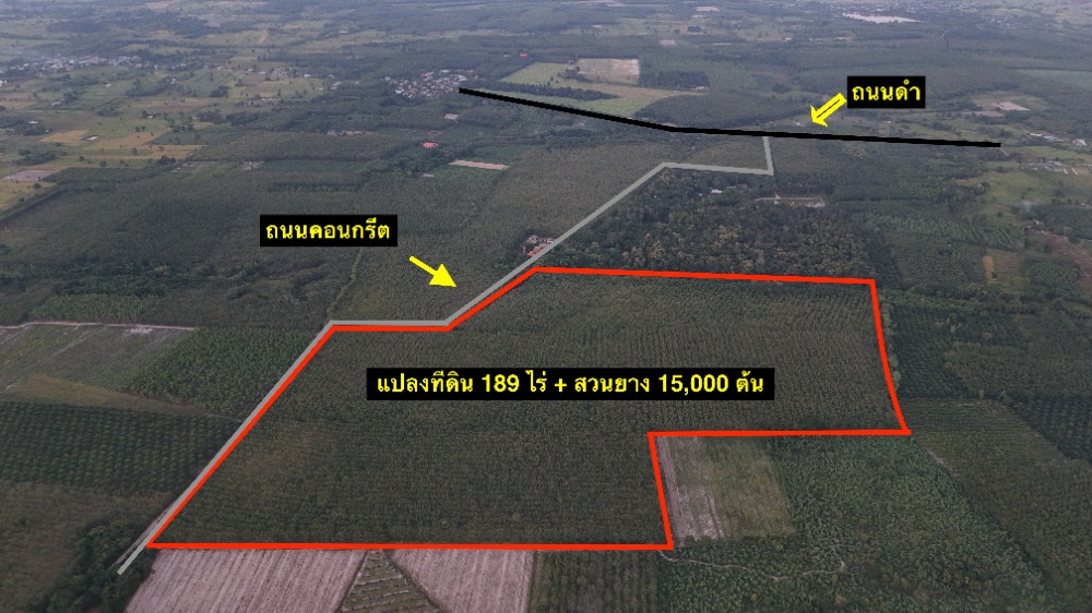 🔥Urgent sale, very good price 🔥 189 rai of land with rubber trees planted (15,000 trees), black road + cement road, rubber trees are only 9 years old, red Garuda title deed, Udon Thani, Ban Dung 🔥Urgent sale, very good price 🔥 189 rai of land with rubber trees planted (15,000 trees), black road + cement road, rubber trees are only 9 years old, red Garuda title deed, Udon Thani, Ban Dung
