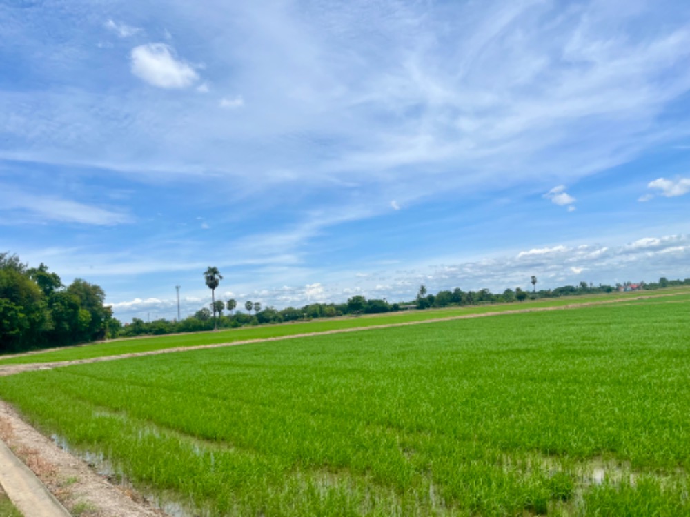Land for sale in Sam Ko District, Ang Thong Province, 250,000 baht per rai. – รูปที่ 4