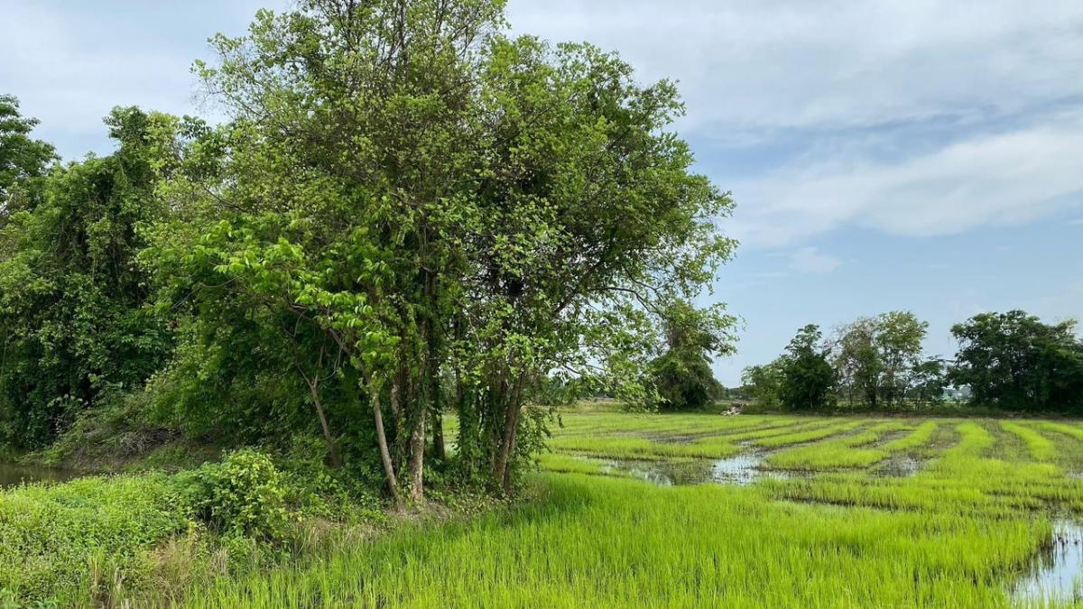 ที่ดินวังทอง​ พิษณุโลก​ 3​ ไร่​ ​ปลูกต้นก้ามปูต้นไม้รักษ์โลกทิ้งไว้เลยก็ดีนะ ร่มรื่นร่มเย็น หรือจะทำนาฉ่ำ ๆ ปลูกพืชผักสวนครัว ส่งตลาดวังทอง  หรือสร้างบ้านสันโดดก็เริสนะคะ สร้างอาณาจักรทฤษฎีเศรษฐกิจพอเพียงในหลวงรัชกาลที่9 ยิ่งเลิศ – รูปที่ 3