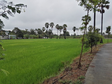 Land for sale, Pathum Thani, Sam Khok, Sena, 3 rai – รูปที่ 4