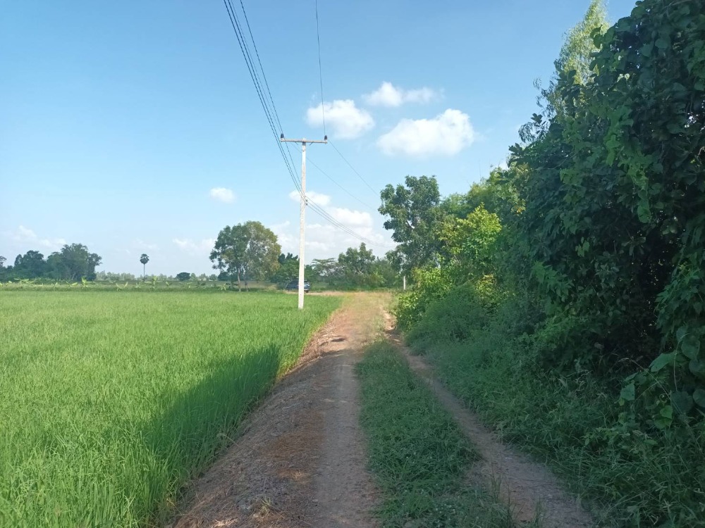 For sale: rice field in Sam Chuk, Suphan Buri Province, rice is growing, area 37 rai, total price 11.5 million baht ( selling himself) Contact Khun Pui 08-9920-9893 – รูปที่ 4