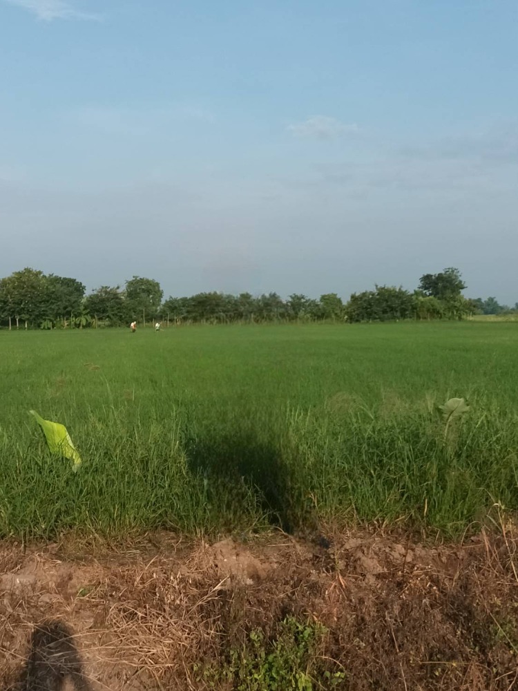 For sale: rice field in Sam Chuk, Suphan Buri Province, rice is growing, area 37 rai, total price 11.5 million baht ( selling himself) Contact Khun Pui 08-9920-9893 – รูปที่ 3