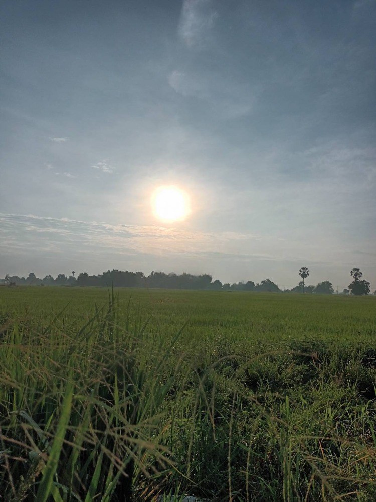 For sale: rice field in Sam Chuk, Suphan Buri Province, rice is growing, area 37 rai, total price 11.5 million baht ( selling himself) Contact Khun Pui 08-9920-9893 For sale: rice field in Sam Chuk, Suphan Buri Province, rice is growing, area 37 rai, total price 11.5 million baht ( selling himself) Contact Khun Pui 08-9920-9893