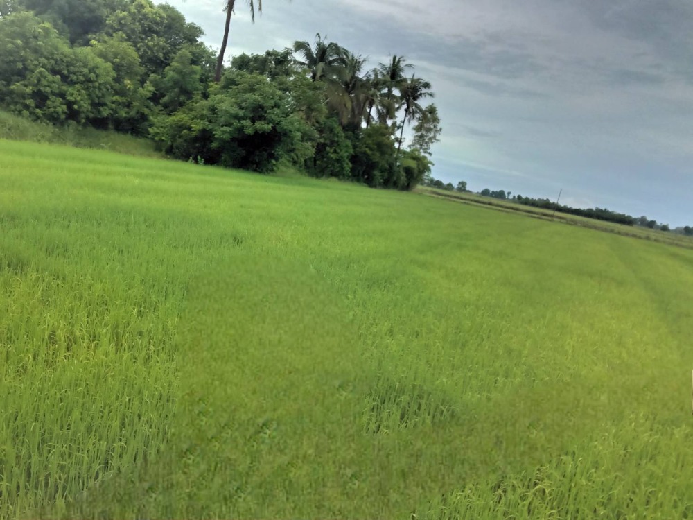 For sale: rice field in Sam Chuk, Suphan Buri Province, rice is growing, area 37 rai, total price 11.5 million baht ( selling himself) Contact Khun Pui 08-9920-9893 – รูปที่ 2