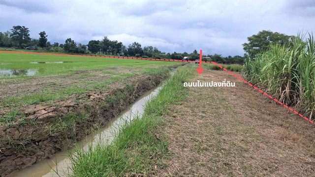 Cheap land for sale, 9-0-36 rai, suitable for self-sufficient farming, very natural atmosphere, Pho Thong District, Ang Thong Province – รูปที่ 2