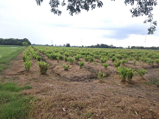 Cheap land for sale, 9-0-36 rai, suitable for self-sufficient farming, very natural atmosphere, Pho Thong District, Ang Thong Province – รูปที่ 4