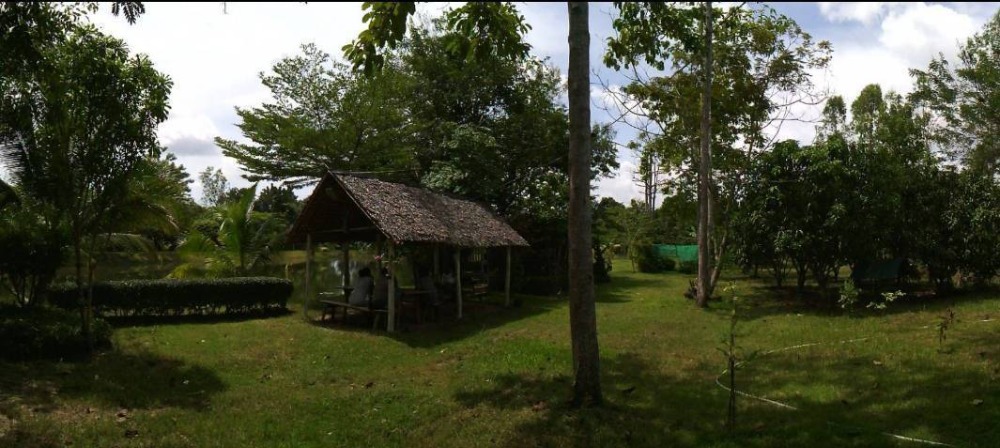 ขายที่ดิน 17-0-08 ไร่ ติดถนนจันทบุรี-สระแก้ว อ.เขาฉกรรจ์ ใกล้วัดหนองกระทุ่ม – รูปที่ 4
