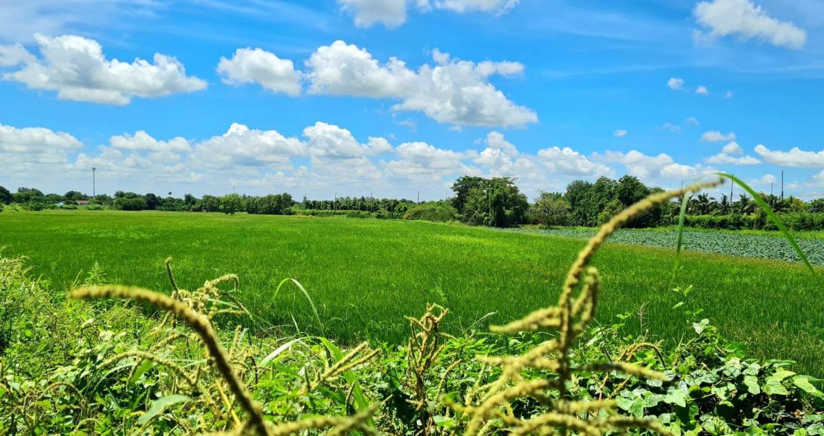 ขายด่วนที่ดินสวยโพธิ์ 9 ต้น 2 แปลง เฉลี่ย 5.2 แสนบาท/ไร่ อ.เมืองลพบุรี – รูปที่ 2
