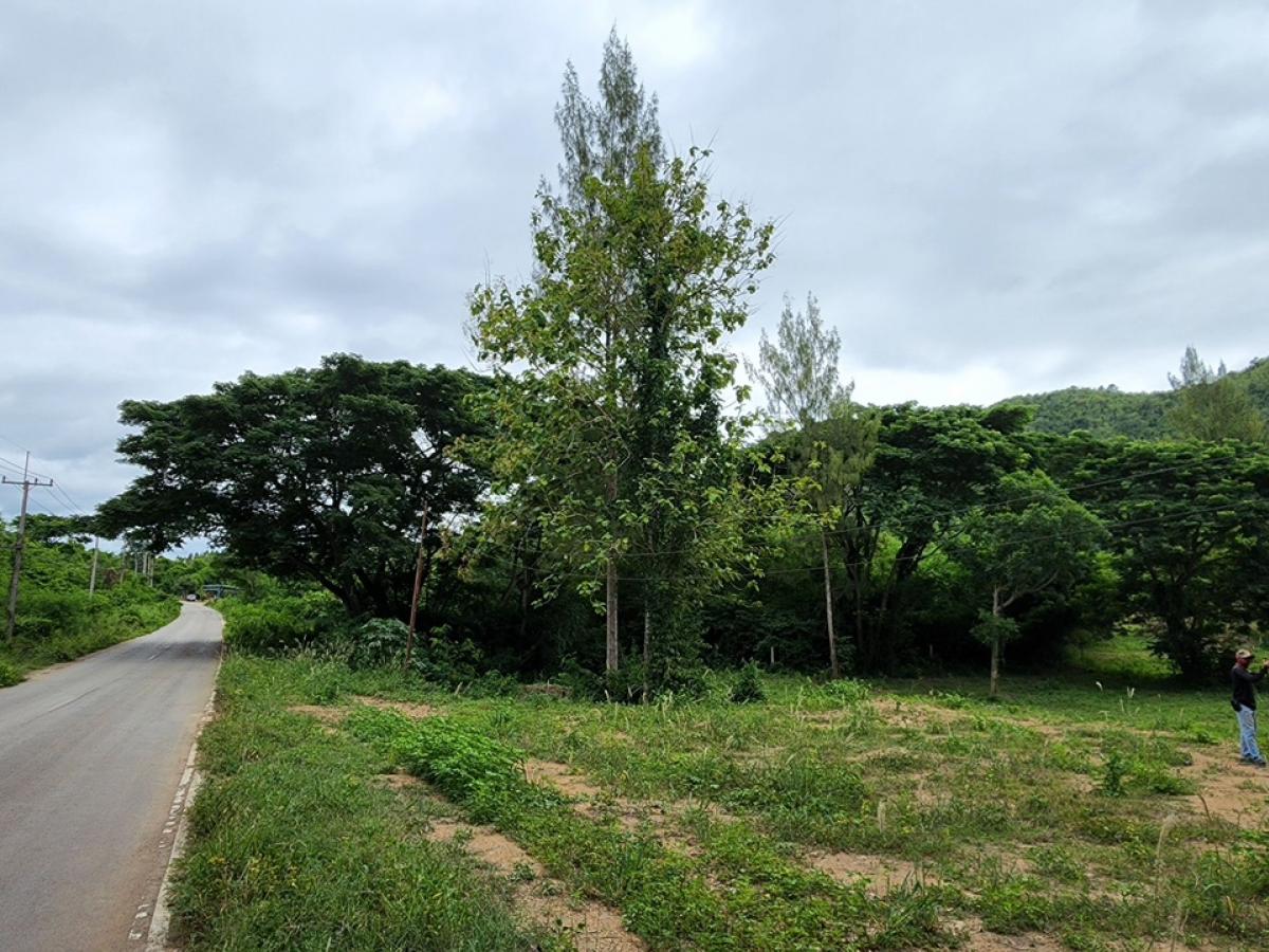 ขายที่ดิน82ไร่กว่า ติดภูเขา แบ่งแปลงแล้ว อ.แก่งกระจาน จ.เพชรบุรี – รูปที่ 3