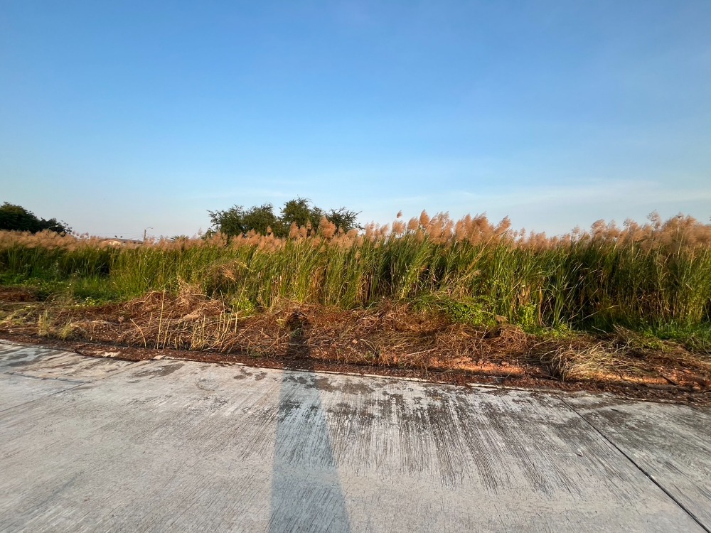 Urgent sale, land area 211 sq.w., Soi Bang Kradee, Bang Khun Thian District, near Central Rama 2 Urgent sale, land area 211 sq.w., Soi Bang Kradee, Bang Khun Thian District, near Central Rama 2