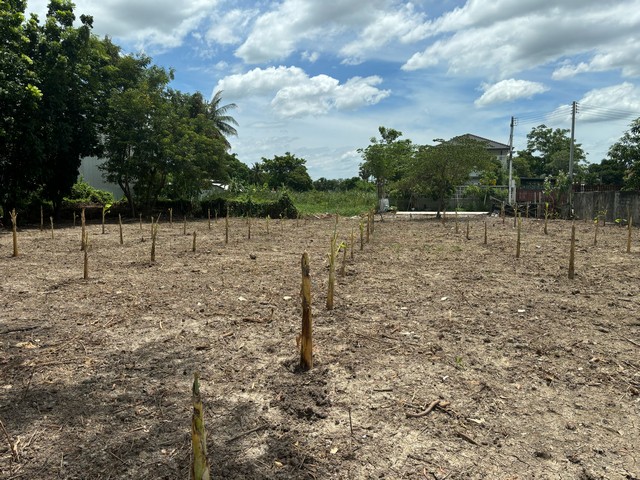 Land for sale, Phutthamonthon Sai 5, area 2-1-30 rai, filled, Sam Phran District, Nakhon Pathom Province