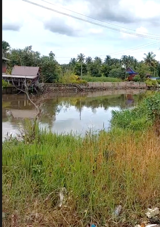 Land for sale, coconut plantation by the river, Samut Songkhram Province – รูปที่ 3