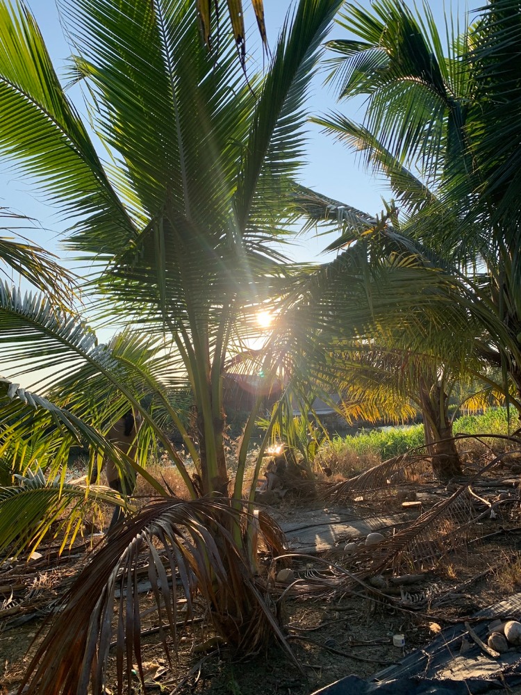 Land for sale, coconut plantation by the river, Samut Songkhram Province – รูปที่ 4