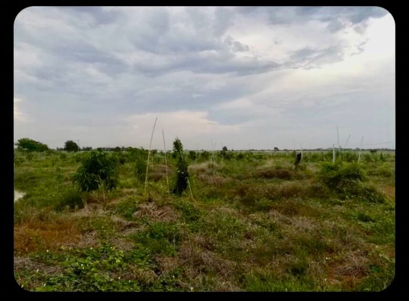 (UA003)Sales Land next to the irrigation canal Kamphaeng Saen Nakhon Pathom (land plot next to Rai Na Bun)