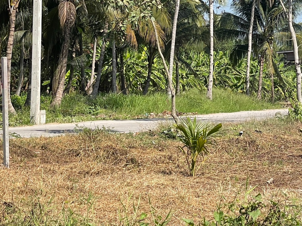 Cheap land for sale, area 9 rai, Amphawa, Samut Songkhram – รูปที่ 3
