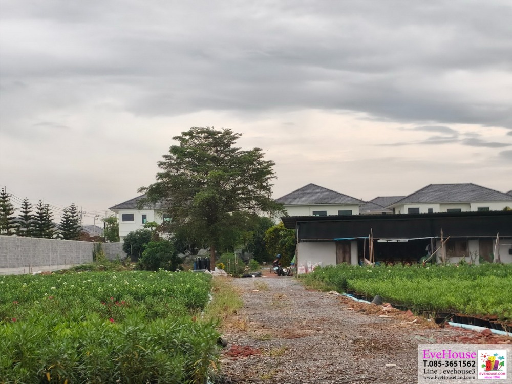 ขายที่ดิน 7.5 ไร่ ใกล้วัดป่ามณีกาญจน์ ต.บางม่วง อ.บางใหญ่ จ.นนทบุรี ถมแล้วทั้งแปลง ที่ดินรูปสี่เหลี่ยมสวย หน้ากว้างติดถนน 98 เมตร ลึก 120 เมตร – รูปที่ 4