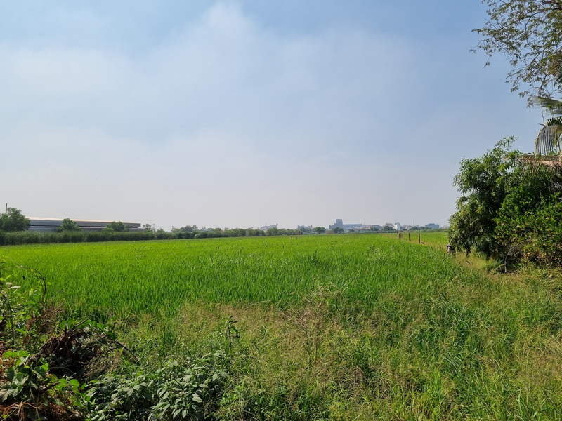 ขายที่ดิน ปทุมธานี คลองหนึ่ง คลองหลวง ทำเลทองใกล้ตลาดไท เมกาโฮม และโรงพยาบาลภัทร-ธนบุรี – รูปที่ 2