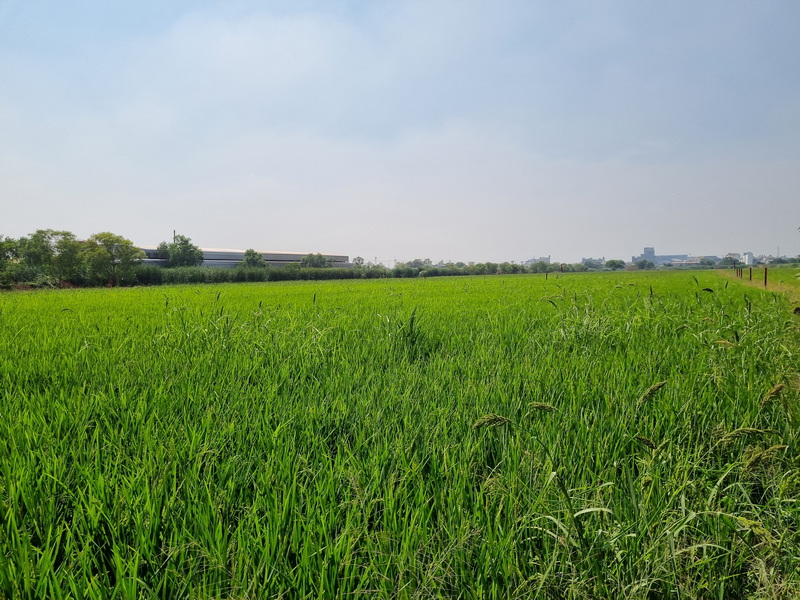 ขายที่ดิน ปทุมธานี คลองหนึ่ง คลองหลวง ทำเลทองใกล้ตลาดไท เมกาโฮม และโรงพยาบาลภัทร-ธนบุรี – รูปที่ 4