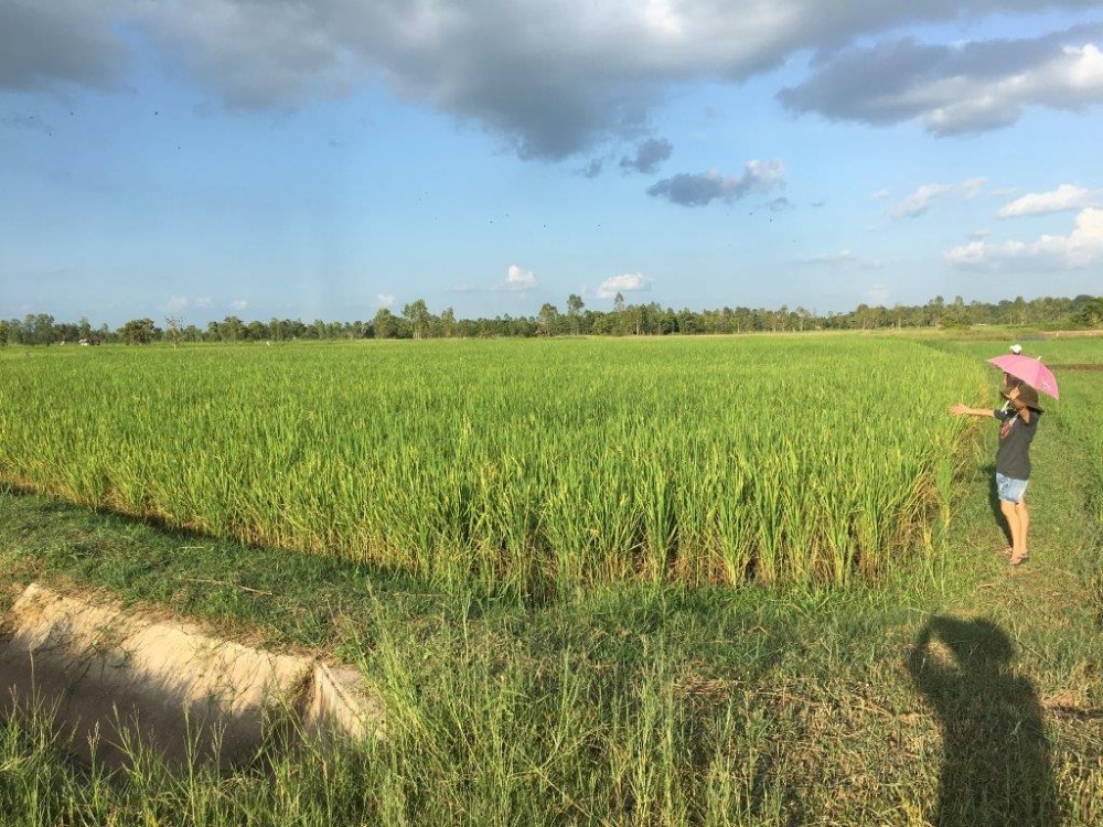 ชายที่ดิน 6ไร่ 3งาน อยู่บ้านค้อ ตำบลยางตลาด อำเภอยางตลาด กาฬสินธุ์ – รูปที่ 3