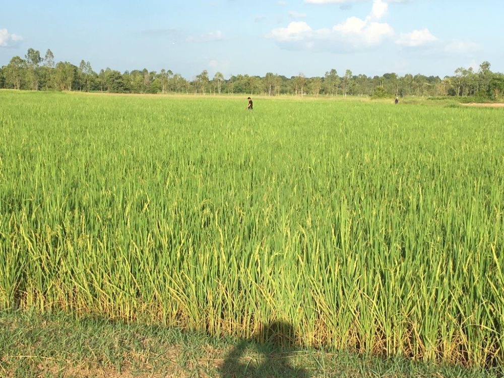 ชายที่ดิน 6ไร่ 3งาน อยู่บ้านค้อ ตำบลยางตลาด อำเภอยางตลาด กาฬสินธุ์ – รูปที่ 4