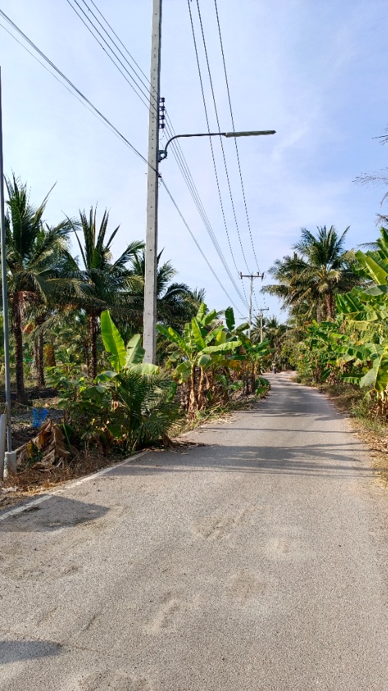 ขายที่ดินพร้อมสวนมะพร้าวน้ำหอม 6ไร่ – รูปที่ 3