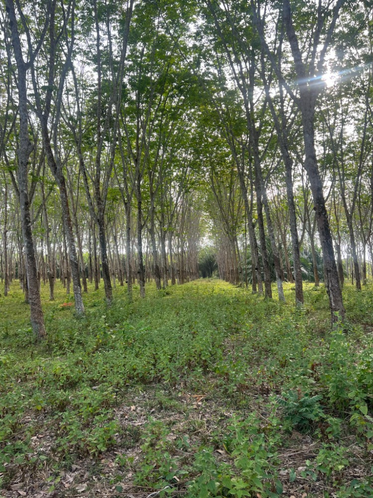 Rubber plantations near the main road, with only 2.5 subtracts/cotton, Khok Kloi, Phang Nga