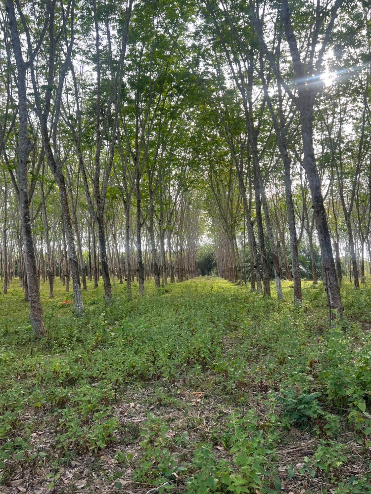 ที่ดินสวนยาง ใกล้ถนนหลักมีถนนสาธารณะ ราคาเพียง1.6 ลบ/ไร่ โคกกลอย,พังงา – รูปที่ 3