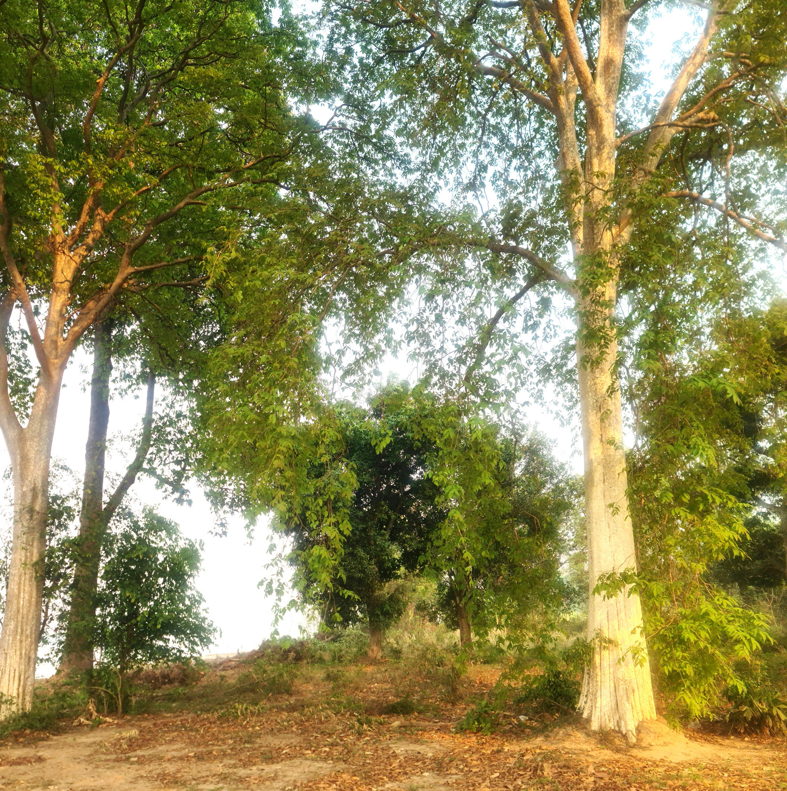 Land for sale next to the Mekong River Mueang Bueng Kan District, Bueng Kan Province – รูปที่ 4