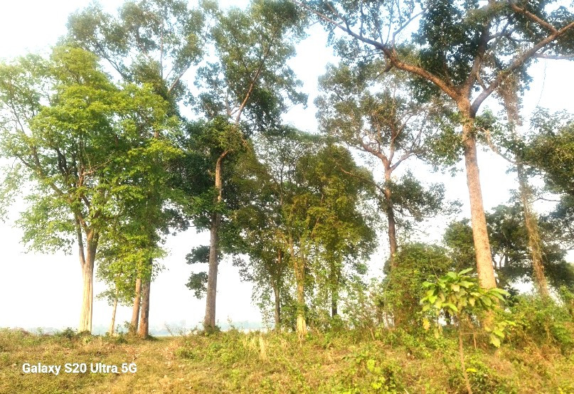 Land for sale next to the Mekong River Mueang Bueng Kan District, Bueng Kan Province Land for sale next to the Mekong River Mueang Bueng Kan District, Bueng Kan Province