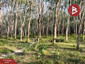 Land for sale with rubber plantations, area of ​​10 rai 2 ngan 98 sq.wah, Bang Khan, Nakhon Si Thammarat