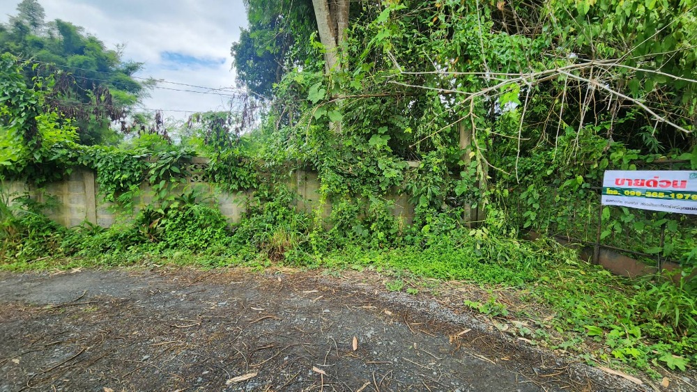 ขายที่ดินแม่ริม 224 ตร.วา ต.สันโป่ง เชียงใหม่ ใกล้สำนักงานสรรพากรพื้นที่แม่ริม ขายถูก – รูปที่ 2