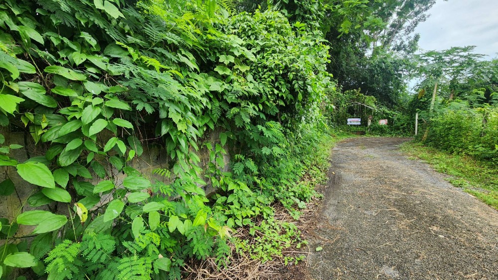 ขายที่ดินแม่ริม 224 ตร.วา ต.สันโป่ง เชียงใหม่ ใกล้สำนักงานสรรพากรพื้นที่แม่ริม ขายถูก – รูปที่ 3