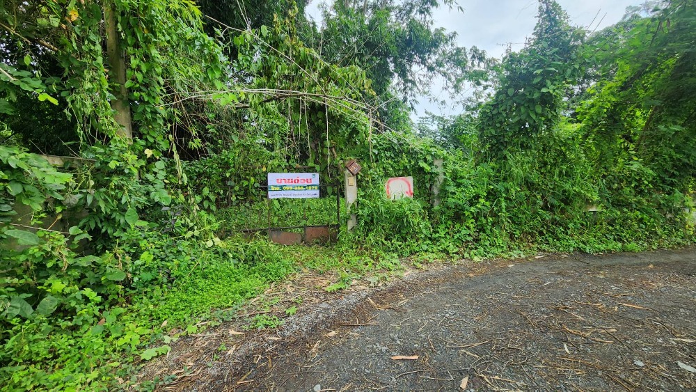 ขายที่ดินแม่ริม 224 ตร.วา ต.สันโป่ง เชียงใหม่ ใกล้สำนักงานสรรพากรพื้นที่แม่ริม ขายถูก – รูปที่ 4