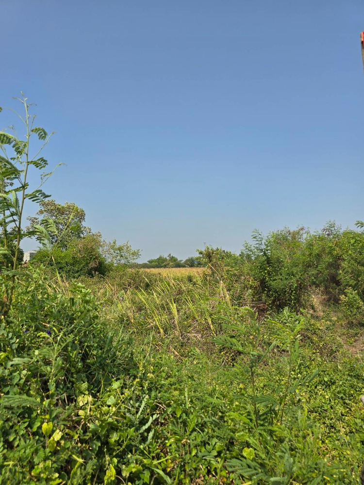 Land 6-2-68 Rai Petchkasem 87 Soi Municipality Omnoi is not expensive. – รูปที่ 3