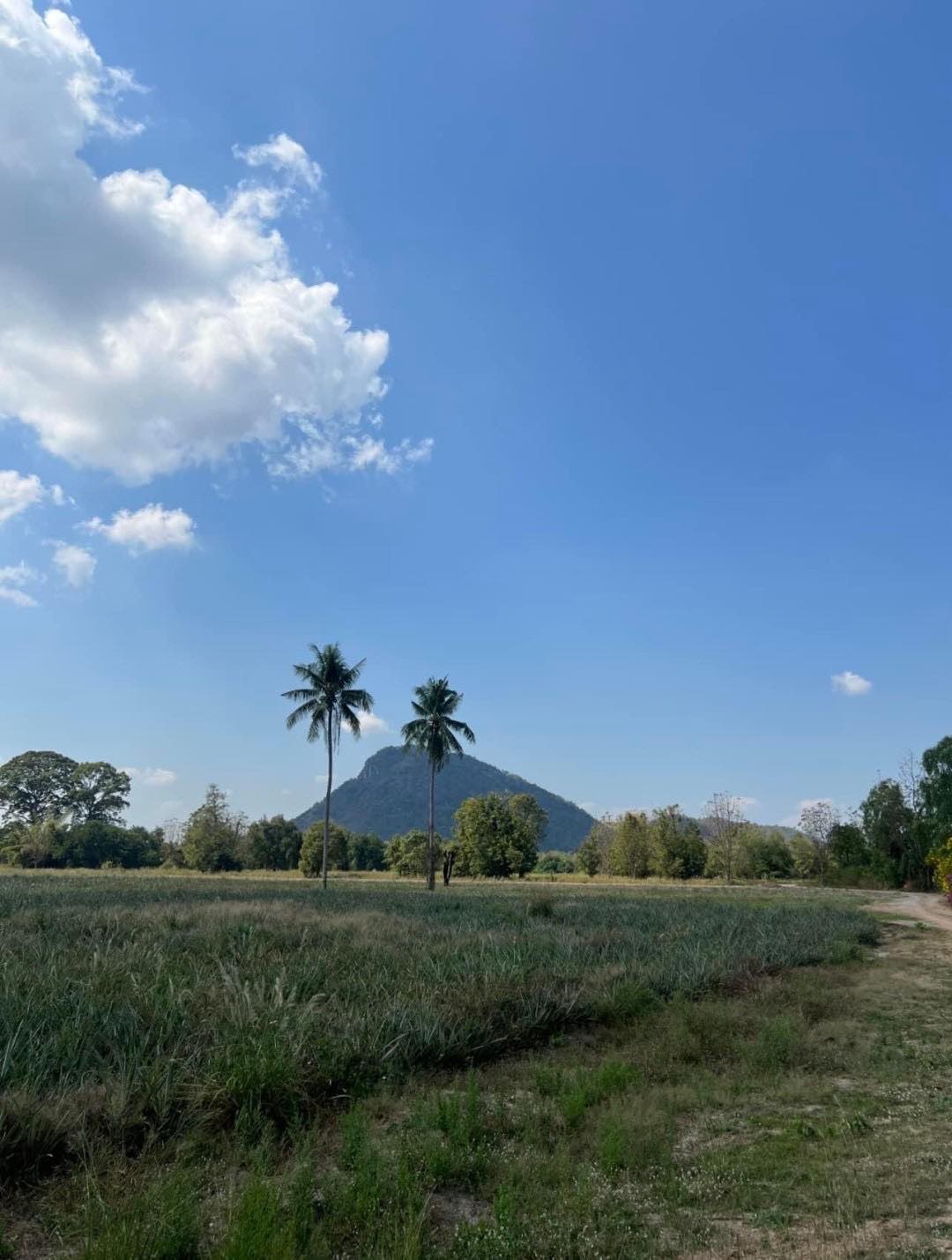 Land for sale 9 rai 2 ngan 98 square wah, bypass road, Cha-am-Pranburi, Sam Phraya Subdistrict, Cha-Am District, Phetchaburi