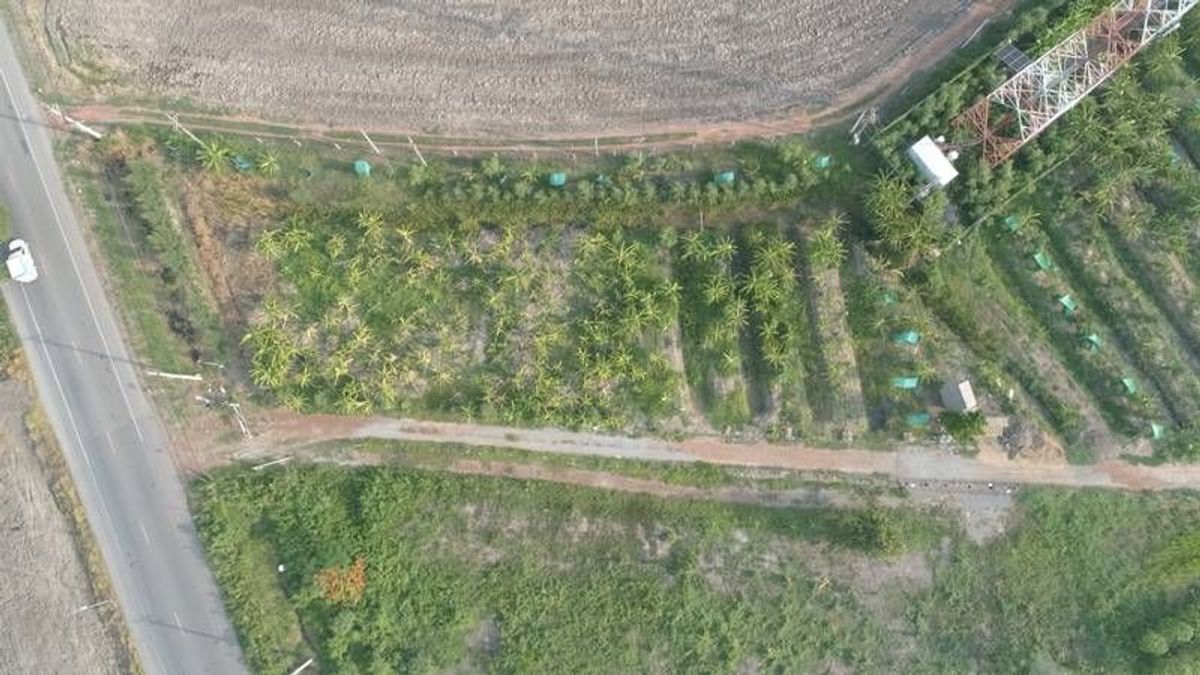 Land for sale of 9 rai 1 ngan 28, Rangwa, 3200 Road, Chachoengsao-Bang Nam Priao With durian garden – รูปที่ 2