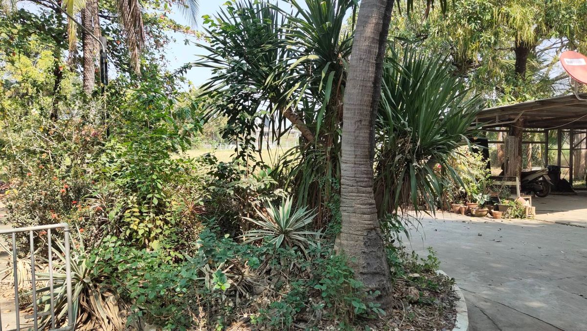 Land for sale, good location with buildings Near shopping and hospitals in Chiang Mai The best location that should not be missed! – รูปที่ 3