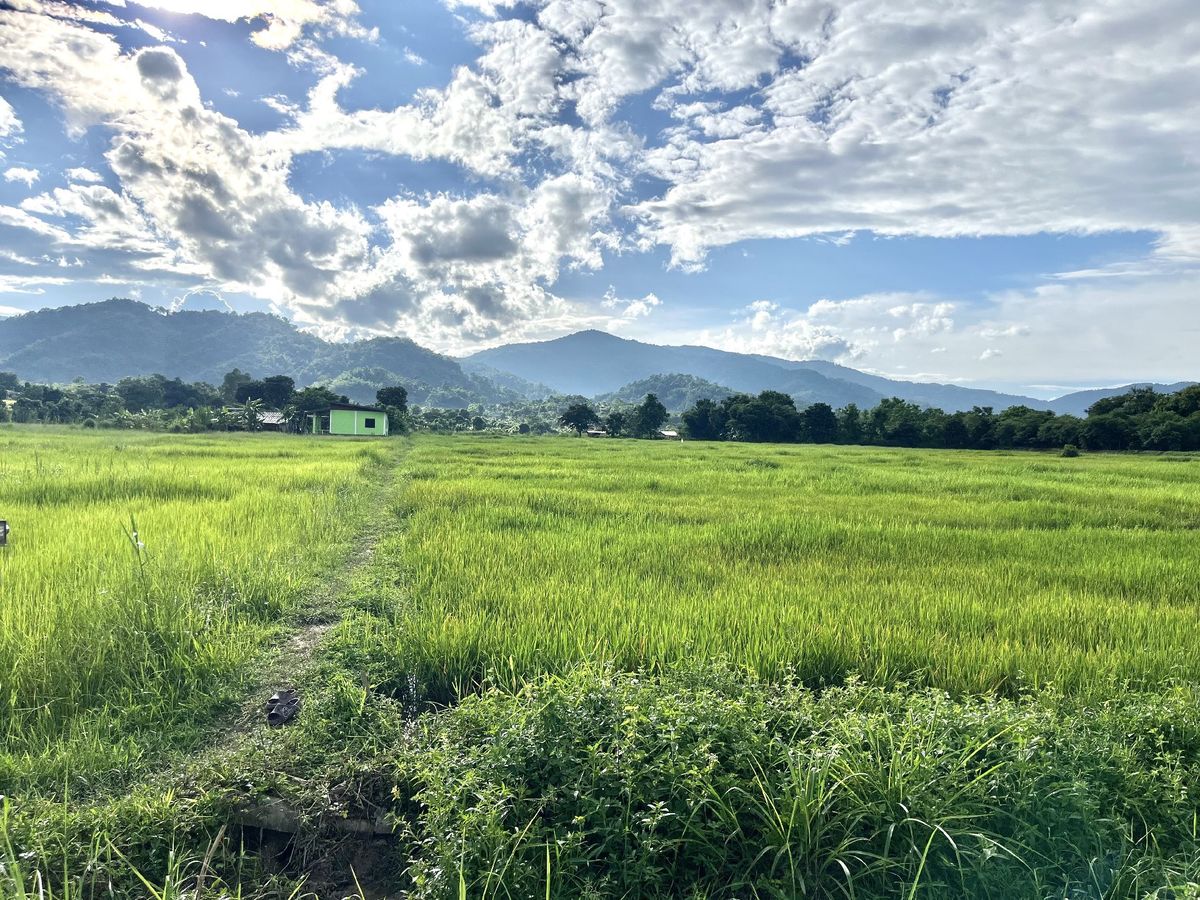 Land for sale in Chiang Rai, good location, not flooding in the community area near Mae Fah Luang Medical Center Mae Fah Luang University Land for sale in Chiang Rai, good location, not flooding in the community area near Mae Fah Luang Medical Center Mae Fah Luang University