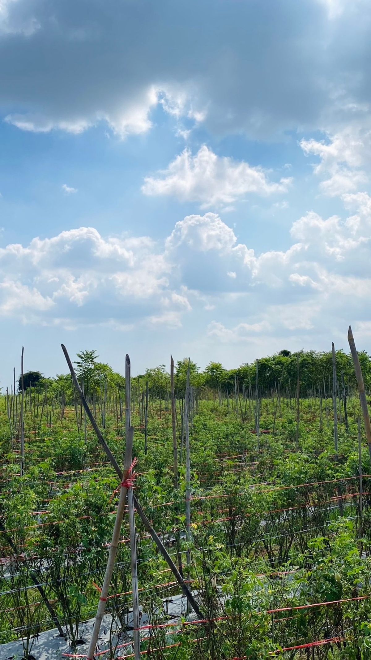 Land for sale in Cha -am 4 Rai 1 ngan 62 sq.w. Rai Mai Pattana – รูปที่ 2