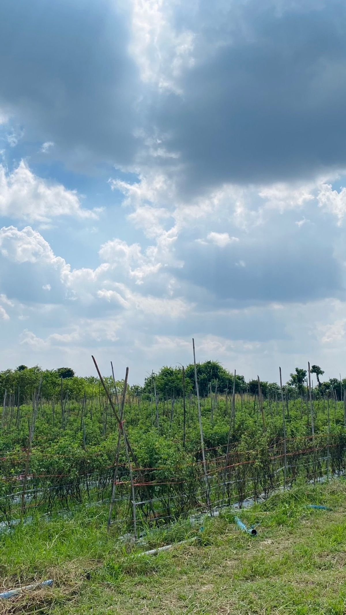 Land for sale in Cha -am 4 Rai 1 ngan 62 sq.w. Rai Mai Pattana – รูปที่ 3