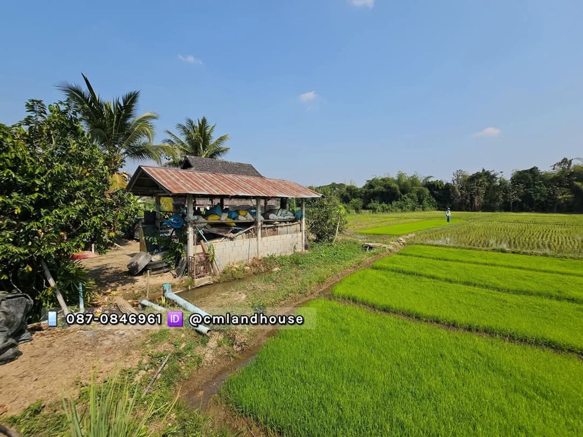 บ้านสวน ที่ดิน เกือบ 6 ไร่ ใกล้เซ็นทรัลเฟสติวัล 9 กม. อ.สันทราย เชียงใหม่ ติดถนนสายหลัก ในชุมชน ค้าขาย ทำธุรกิจ สร้างบ้านจัดสรร สร้างพูลวิลล่าได้ – รูปที่ 4