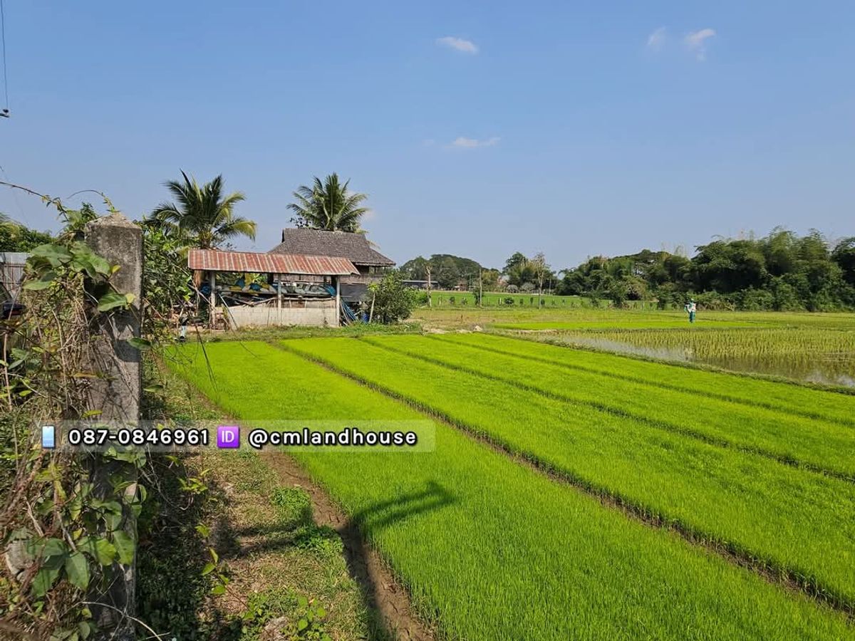 บ้านสวน ที่ดิน เกือบ 6 ไร่ ใกล้เซ็นทรัลเฟสติวัล 9 กม. อ.สันทราย เชียงใหม่ ติดถนนสายหลัก ในชุมชน ค้าขาย ทำธุรกิจ สร้างบ้านจัดสรร สร้างพูลวิลล่าได้ – รูปที่ 3