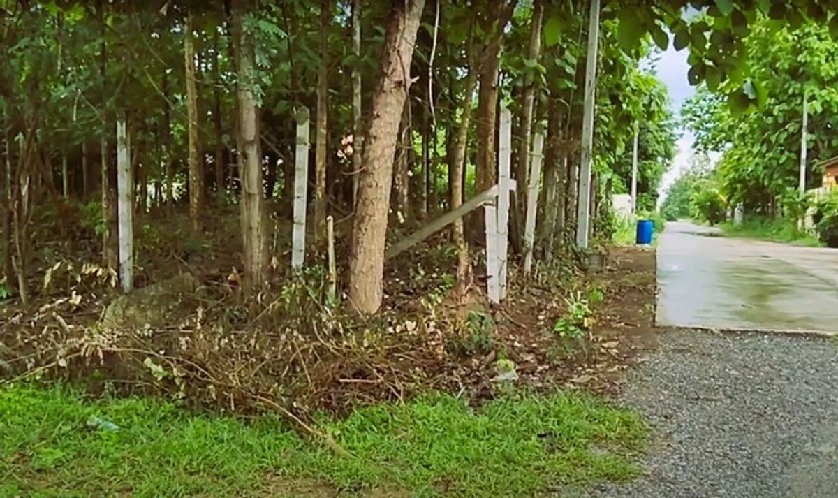 Selling empty land with a teak tree of 160 square wah, Soi Wat Chitrueng, opposite Boon Luo School, Suranarai Road, Khok Sung Korat   – รูปที่ 4